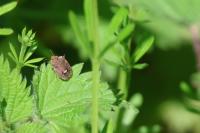 Dyroderes umbraculatus