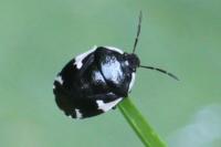 Tritomegas sexmaculatus