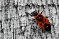 Melanocoryphus albomaculatus