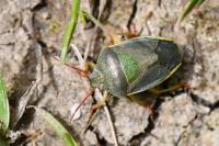 Piezodorus lituratus