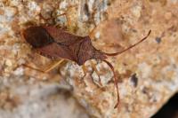 Gonocerus acuteangulatus