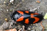Cercopis vulnerata
