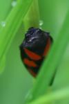 Cercopis vulnerata