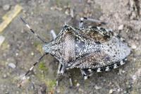 Rhaphigaster nebulosa