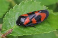Cercopis vulnerata