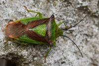 Acanthosoma haemorrhoidale