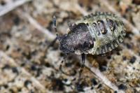 Pentatoma rufipes