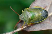 Piezodorus lituratus