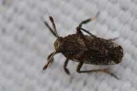 Asiraca clavicornis