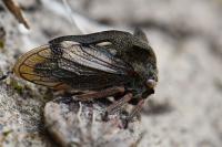 Centrotus cornutus