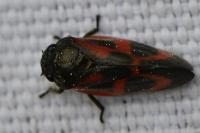 Haematoloma dorsata