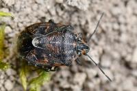 Holcogaster fibulata