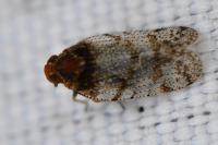 Tachycixius pilosus