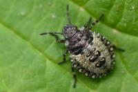 Pentatoma rufipes