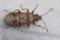 Orsillus depressus