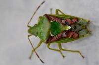 Cyphostethus tristriatus