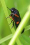 Cercopis intermedia