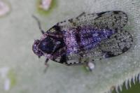 Cixius