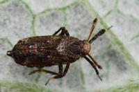 Asiraca clavicornis