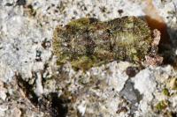 Ledra aurita