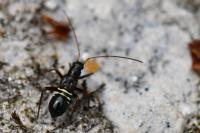 Miris striatus
