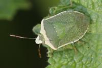 Nezara viridula