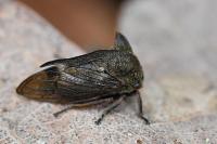 Centrotus cornutus