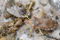 Gonocerus acuteangulatus