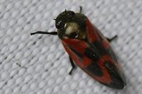 Haematoloma dorsata