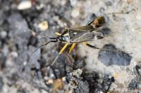 Harpocera thoracica