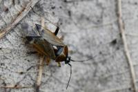 Harpocera thoracica