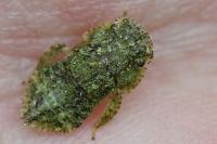 Ledra aurita