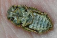 Ledra aurita