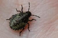 Pentatoma rufipes