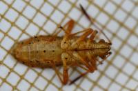 Rhopalus maculatus