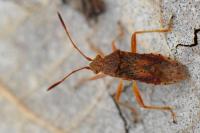 Rhopalus maculatus