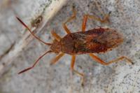 Rhopalus maculatus