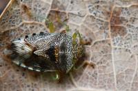 Elasmucha grisea