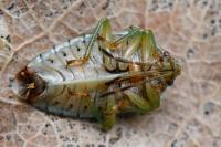 Elasmucha grisea
