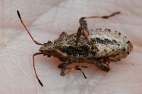 Ceraleptus gracilicornis