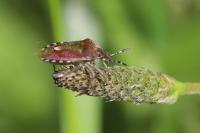 Dolycoris baccarum