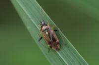 Harpocera thoracica