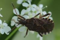 Ceraleptus gracilicornis