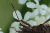 Ceraleptus gracilicornis