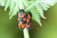 Cercopis vulnerata