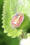 Dolycoris baccarum
