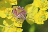 Dolycoris baccarum