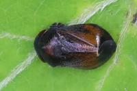 Penthimia nigra
