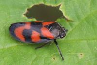 Cercopis vulnerata