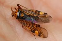 Rhabdomiris striatellus